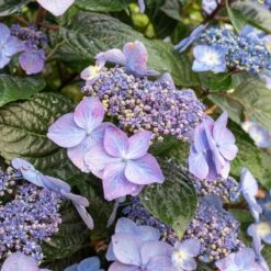 Endless Summer® Pop Star® Bigleaf Hydrangea -Fast Growing Trees Hydrangea Pop Star 2