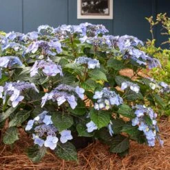 Endless Summer® Pop Star® Bigleaf Hydrangea -Fast Growing Trees Hydrangea Pop Star 4 FGT