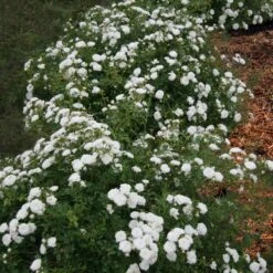 Icy Drift® Rose -Fast Growing Trees Icy Drift Rose 1 FGT