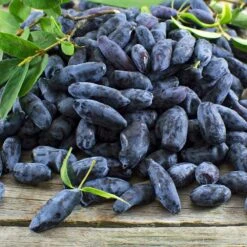 Indigo Gem Haskap (Honeyberry) -Fast Growing Trees Indigo GEm Haskap 2