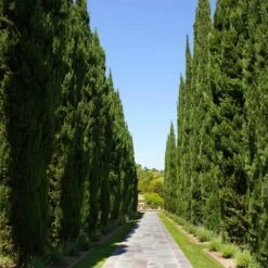 Italian Cypress 13 Italian Cypress -Fast Growing Trees Italian Cypress 1 FGT