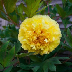 Bartzella Peony -Fast Growing Trees Itoh Peony Bartzella 4 FGT