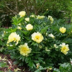 Bartzella Peony -Fast Growing Trees Itoh Peony Bartzella 5