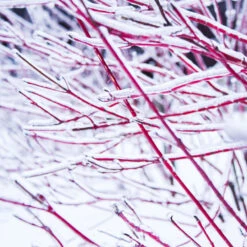 Ivory Halo Dogwood Shrub 8 Ivory Halo Dogwood Shrub -Fast Growing Trees Ivory Halo Dogwood 4