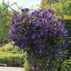 Jackmanii Clematis Vine -Fast Growing Trees Jackmandii Clematis 1