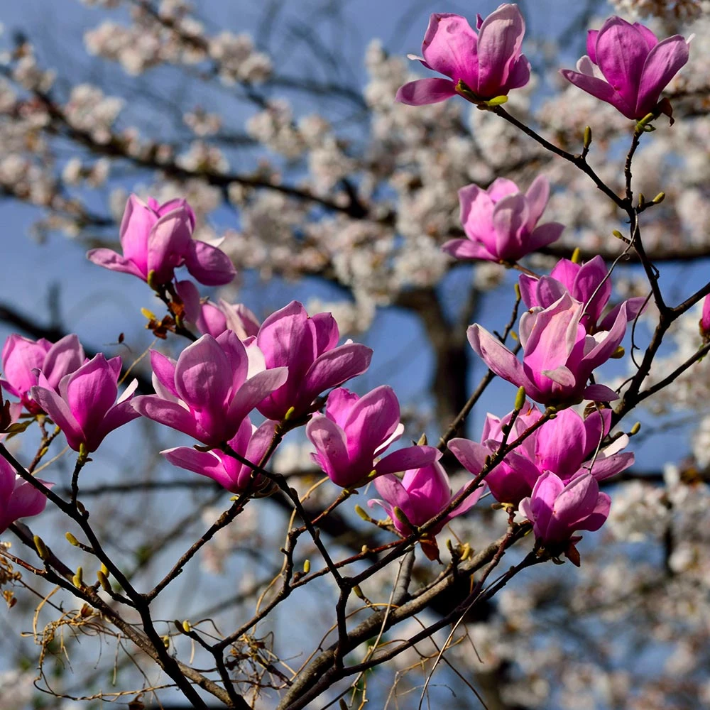 Jane Magnolia 5 Jane Magnolia - Image 3