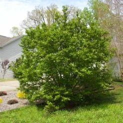 Jane Magnolia 11 Jane Magnolia -Fast Growing Trees Janr Magnolia 5 FGT