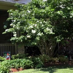 Japanese Snowball Bush -Fast Growing Trees Japanese VIburnum 1