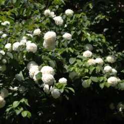 Japanese Snowball Bush -Fast Growing Trees Japanese VIburnum 2 FGT