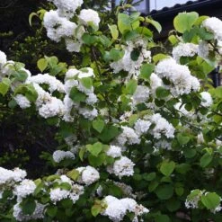 Japanese Snowball Bush -Fast Growing Trees Japanese VIburnum 5 FGT