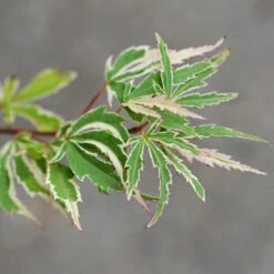 Butterfly Japanese Maple Tree -Fast Growing Trees Japanese Maple BUtterfly 2
