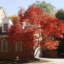 Red Japanese Maple Tree -Fast Growing Trees Japanese Maple Red 2