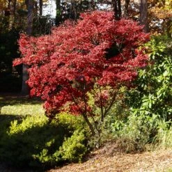 Red Japanese Maple Tree -Fast Growing Trees Japanese Maple Red 3