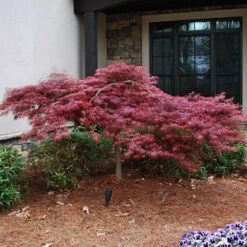 Red Dragon Japanese Maple Tree -Fast Growing Trees Japanese Maple Red Dragon 2 FGT