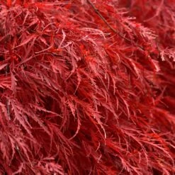 Tamukeyama Japanese Maple Tree -Fast Growing Trees Japanese Maple Tamukayama 5