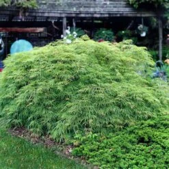Weeping Japanese Maple 'Viridis' Tree -Fast Growing Trees Japanese Maple Virdis 3 FGT