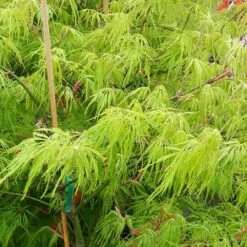Weeping Japanese Maple 'Viridis' Tree -Fast Growing Trees Japanese Maple Viridis 2