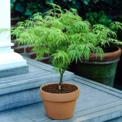 Weeping Japanese Maple 'Viridis' Tree -Fast Growing Trees Japanese Maple Viridis 4