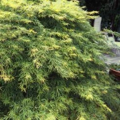 Waterfall Japanese Maple -Fast Growing Trees Japanese Maple Waterfalls 1