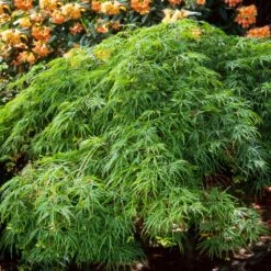 Waterfall Japanese Maple -Fast Growing Trees Japanese Maple Waterfalls 2