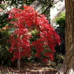 Red Select Japanese Maple Tree -Fast Growing Trees Japanese Red Select 1