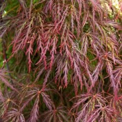 Red Select Japanese Maple Tree -Fast Growing Trees Japanese Red Select 3