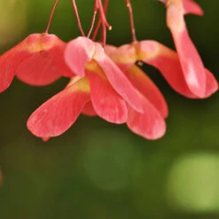 Red Select Japanese Maple Tree -Fast Growing Trees Japanese Red Select 4