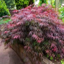 Red Select Japanese Maple Tree -Fast Growing Trees Japanese Red Select 5