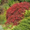 Red Select Japanese Maple Tree -Fast Growing Trees Japanese Red Select FGT 600x600 e681328f 155b 4525 91ed 70b18f0791b9