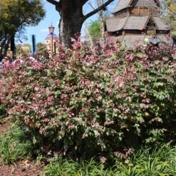 Jazz Hands® Variegated Loropetalum 8 Jazz Hands® Variegated Loropetalum -Fast Growing Trees Jazz Hands loropetalum 1 FGT