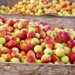 Jonagold Apple Tree -Fast Growing Trees Jonagold Apple 6