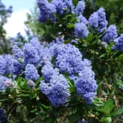 Creeping Mountain Lilac -Fast Growing Trees Joyce Coulter California Lilac 2