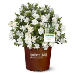Jubilation™ Gardenia Shrub -Fast Growing Trees Jubilation Gardenia 1