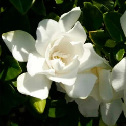 Jubilation™ Gardenia Shrub -Fast Growing Trees Jubilation Gardenia 3