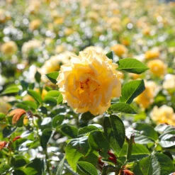 Julia Child Rose -Fast Growing Trees Julia Child Rose 4