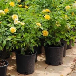 Julia Child Rose -Fast Growing Trees Julia Child Rose 7