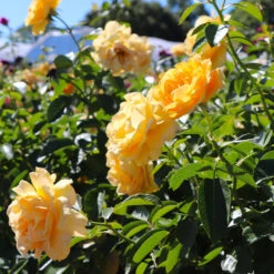 Julia Child Rose Tree -Fast Growing Trees Julia Child Rose Tree 8