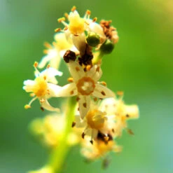 June Plum Tree 9 June Plum Tree -Fast Growing Trees June Plum 6