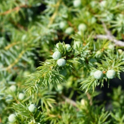 Blue Pacific Juniper 7 Blue Pacific Juniper -Fast Growing Trees Juniper Blue Pacific 1