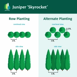 Skyrocket Junipers -Fast Growing Trees Juniper Skyrocket