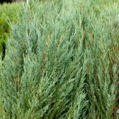 Skyrocket Junipers -Fast Growing Trees Juniper Skyrocket 4 FGT