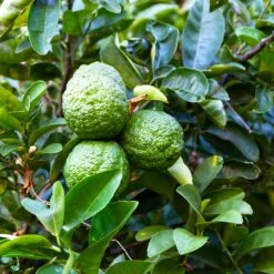 Kaffer 'Kieffer' Lime Tree -Fast Growing Trees Kaffir Lime 6