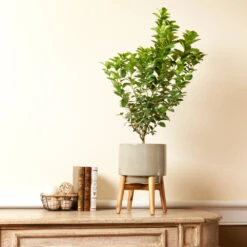 Meyer Lemon + Key Lime Bush Pack -Fast Growing Trees Key Lime Bush 4 e63a67f8 53df 467e af90 ae9e06436ddf