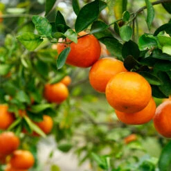 Kishu Mandarin Tree (Seedless) -Fast Growing Trees Kishu Mandarin Tree 4