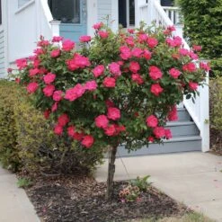 Knock Out® Rose Tree -Fast Growing Trees Knockout Rose Tree Red 2 FGT