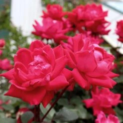 Knock Out® Rose Tree -Fast Growing Trees Knockout Rose Tree Red 4 FGT