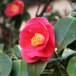 Korean Fire Camellia Shrub -Fast Growing Trees Korean Fire Camellia 5 FGT