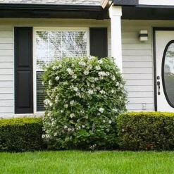 Korean Spice Viburnum Shrub -Fast Growing Trees Korean Spice Viburnum 1