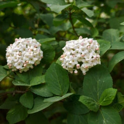 Korean Spice Viburnum Shrub -Fast Growing Trees Korean Spice Viburnum 3