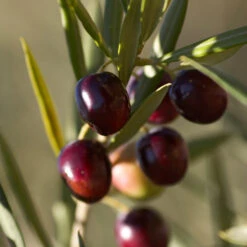 Koroneiki Greek Olive Tree - USDA Organic -Fast Growing Trees Koroneiki Olive 2 FGT db93b214 428c 4733 979d a70f1f9b9f7f